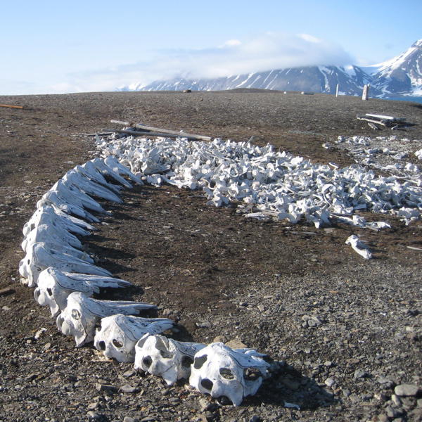 The skulls of belugas in Alhstrandodden (picture by Birgit Jaenicke)